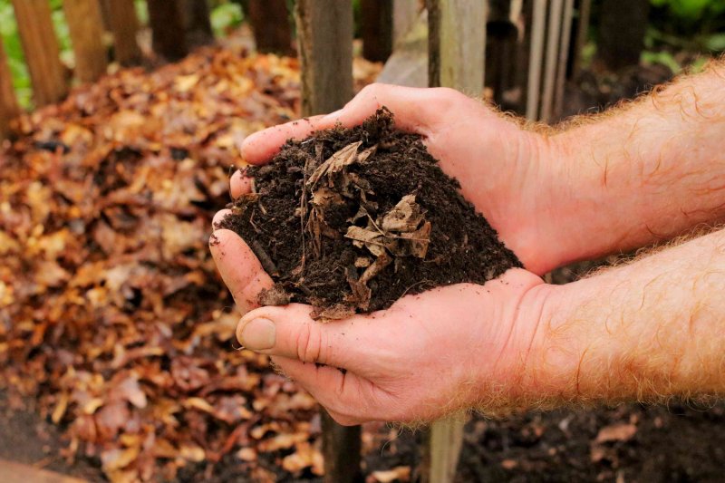 A Comprehensive Guide to Utilizing Fall Leaves as Superior Garden Mulch