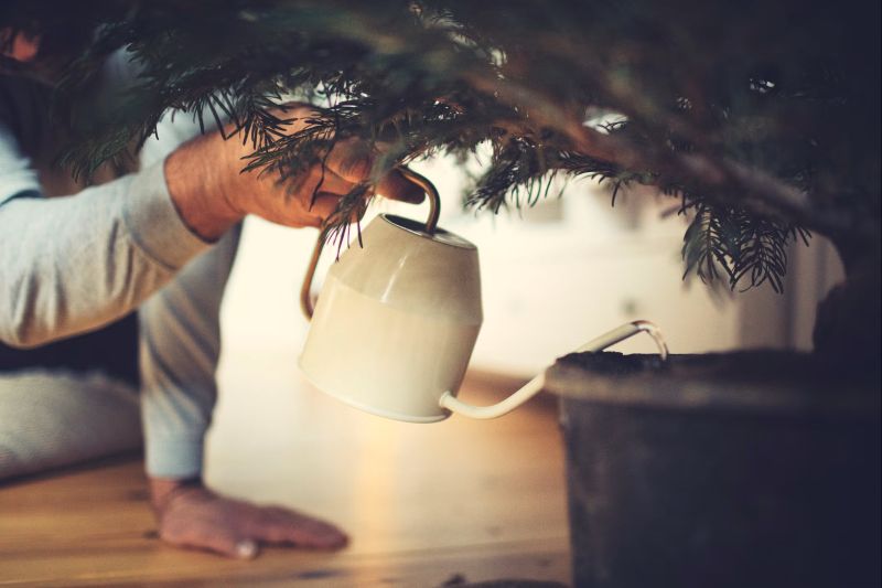 How to Keep Your Live Christmas Tree Fresh